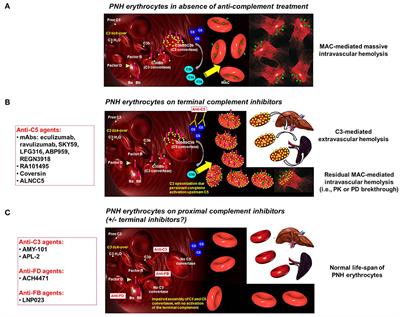 Anti-complement Treatment for Paroxysmal Nocturnal Hemoglobinuria: Time for Proximal Complement Inhibition? A Position Paper From the SAAWP of the EBMT